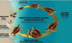 Fethiye'de caretta caretta yuvalama alanları nerede? Çalış, Yanıklar ve Akgöl için koruma notları