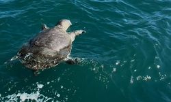 Fethiye Körfezi’nde ölü caretta caretta bulundu