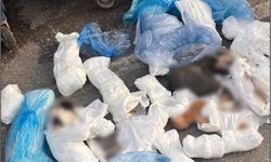 İzmir'de 33 ölü kedi olayında gözaltına alınan veteriner, tutuklama talebiyle mahkemeye sevk edildi