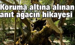 Bakan Kurum, koruma altına alınan anıt ağacın hikayesini paylaştı