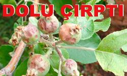 Dolu yağışı sebze ve meyveye büyük zarar verdi