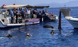 Bodrum'da hayalet ağ ve deniz temizliği yapıldı