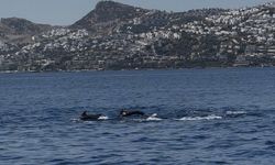 Bodrum açıklarında sürü halinde gezen yunuslar görüntülendi