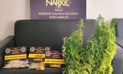 Datça’da 200 kök Hint keneviri ele geçirildi, 1 tutuklama