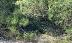 Uçuruma yuvarlanan traktör sürücüsü öldü