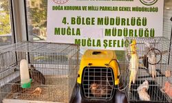 Muğla’da kaçak hayvan bulunduran depoya ceza