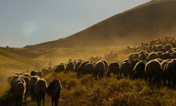 Sürülerin tozlu yayla yolculuğu eşsiz manzaralar oluşturdu