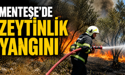 Menteşe'de zeytinlik yangını