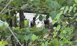 Yolcu minibüsü uçuruma yuvarlandı: 9 yaralı