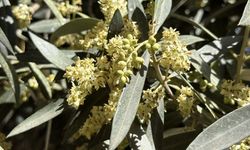 Zeytin üreticilerine El Nino uyarısı