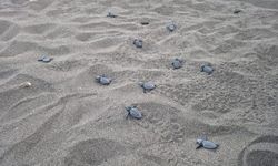 6 bin caretta caretta yavrusu denizle buluştu