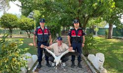 Yaralı bulunan leylek koruma altına alındı