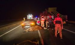 Otomobil ineklere çarptı: 2 yaralı
