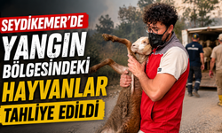 Seydikemer’de Yangın Bölgesindeki Hayvanlar Tahliye Edildi