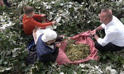 Kilosu ormanda 3 bin lirayı buluyor... Ihlamur ormanlarında ölümüne cesaret