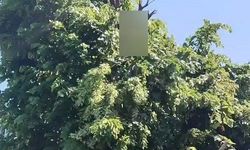 Ihlamur toplarken elektrik akımına kapılan vatandaş hayatını kaybetti