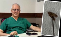 Kulağından 'kelebek' çıktı: "Hareketliydi, doğaya bıraktık"