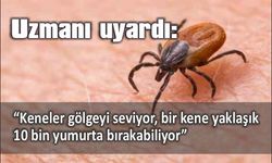 Uzmanı uyardı: "Keneler gölgeyi seviyor, bir kene yaklaşık 10 bin yumurta bırakabiliyor"