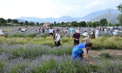 Fethiye'de lavanta, altınotu ve biberiye hasadı bir arada yapıldı