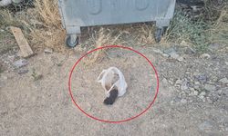 Vicdansızlık! Ağzı bantlanan yavru kedi çöpte bulundu