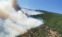 Yalova'daki orman yangını söndürüldü, bölgede soğutma çalışmaları sürüyor
