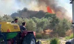 Ormanlık ve zeytinlik alanda yangın çıktı, müdahale devam ediyor