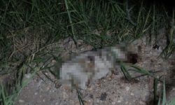 Yavru köpeğin ölümüne neden olduğu iddia edilen Alman sınır dışı ediliyor