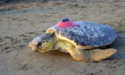 Caretta caretta "Tuba" Bodrum açıklarında yaşamını sürdürüyor