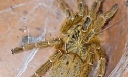 Yasa dışı egzotik hayvan ticareti çökertildi: 61 Hayvan koruma altına alındı