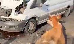 Minibüsün çarptığı inekler telef olmadan kesildi