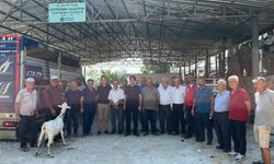 Yangında hayvanlarını kaybeden çiftçilere 114 küçükbaş hayvan desteği
