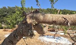 Muğla’da sakız hasadı başladı, 11 yıllık emeğin karşılığı alınıyor
