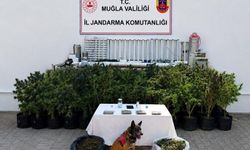 Bodrum’da uyuşturucu operasyonu: 56 kök kenevir ve 10 kilo skunk ele geçirildi