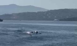 Bodrum'da yunuslar tatilcilere unutulmaz anlar yaşattı