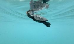 1600 yuvadan 40 bin caretta caretta denizle buluştu