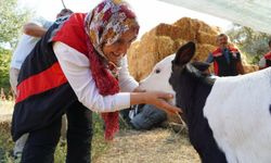 Muğla'da buzağı ölümlerini azaltmak için ekipler 24 saat sahada