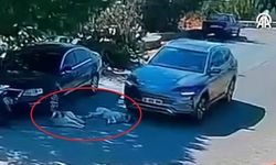Bodrum'da bir sürücü, 2 köpeğin üzerinden geçti ve kaçtı