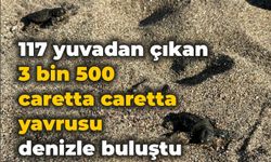 117 yuvadan çıkan 3 bin 500 caretta caretta yavrusu denizle buluştu