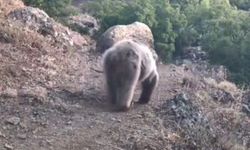 Doğal yaşam fotokapanla gözler önüne serildi