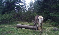 Ilgaz Dağı’nda kızıl geyik, su içerken görüntülendi