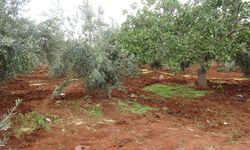 Tarlasını sürerken traktörden düşerek hayatını kaybetti