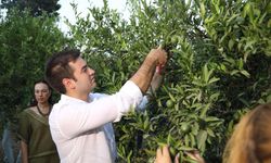 Yeşil Bodrum Mandalini hasadı devam ediyor