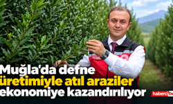 Muğla'da defne üretimiyle atıl araziler ekonomiye kazandırılıyor