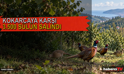 Kokarcaya Karşı 3 Bin 500 Sülün Salındı: 2 Bin 900’ü Ordu’da