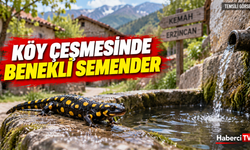 Kemah'ta köy çeşmesinde benekli semender görüldü