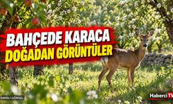 Tosya’da meyve bahçesindeki karaca kameraya yansıdı