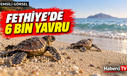 Fethiye’de yaklaşık 6 bin caretta caretta yavrusu denize ulaştı