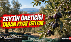 Karacasu'da zeytin üreticilerinden taban fiyat çağrısı