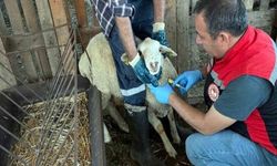 Muğla’da hayvan sağlığı ile mücadele çalışmaları devam ediyor