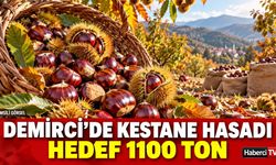 Demirci’de kestane hasadı başladı: Hedef 1100 ton ürün